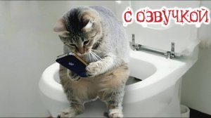 Приколы с котами! С ОЗВУЧКОЙ - СМЕШНЫЕ КОТЫ - СМЕШНЫЕ ЖИВОТНЫЕ - 1 час смеха!