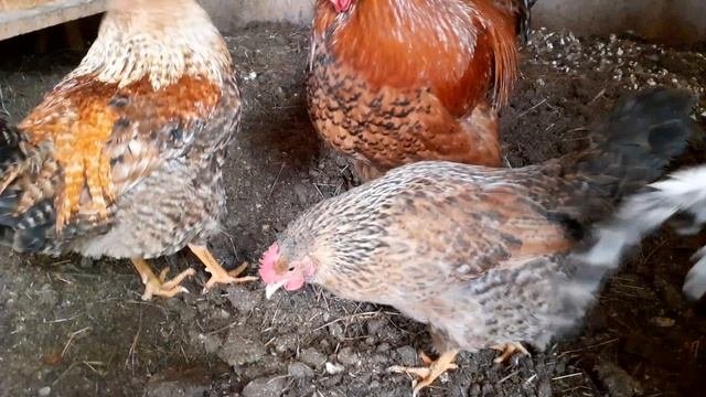мои курочки