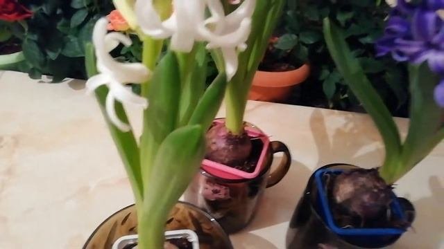 Выращивание гиацинтов в зимнее время года: основные правила ухода за 