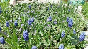 Весна в Таштаголе