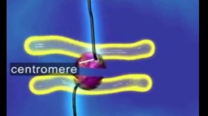 Анимация процесса митоза