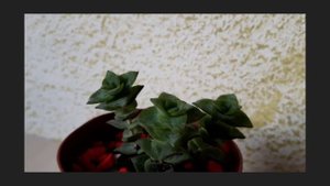 Crassula Perforata #Succulenta