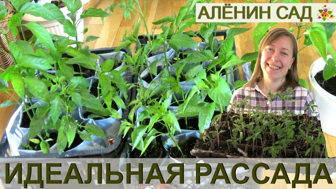ИДЕАЛЬНАЯ РАССАДА и правильные сроки посева на рассаду томатов, перца и баклажанов