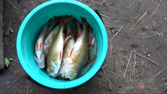 ЧАСТЬ ВТОРАЯ / НАШЕМУ КАНАЛУ ГОД / ЧТО МЫ УСПЕЛИ СДЕЛАТЬ И ГДЕ ПОБЫВАЛИ / КАК ИЗМЕНИЛАСЬ НАША ЖИЗНЬ смотреть онлайн