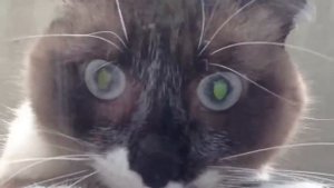 Кошка больная бешенством