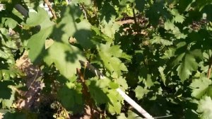 Опыление виноградного сорта МОНАРХ (ХРИЗОЛИТ)