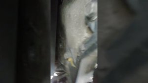 цокает ремень навесного/генератор