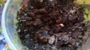 Персик и нектарин из косточки. Результат стратификации, посадка.