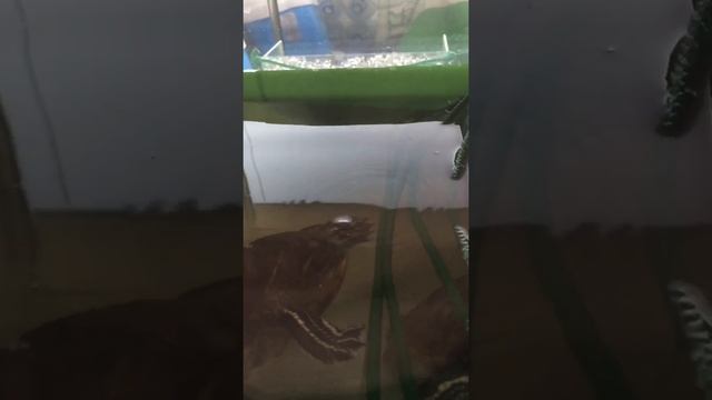 Кормление черепах сухим кормом (slow mo)