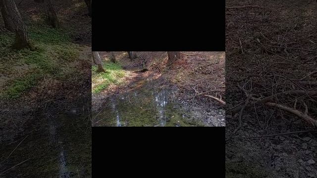 ? Экспозиция "Черневая тайга" в ЦСБС СО РАН" весной 2021. ?