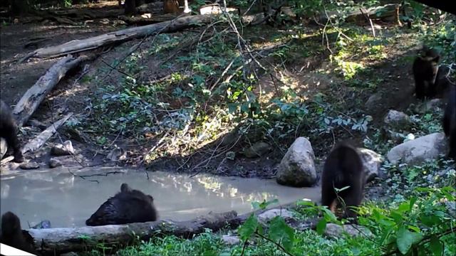 ИХ НЕ УЗНАТЬ! смотреть онлайн