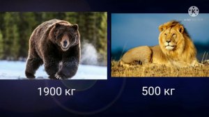 бурый медведь против льва