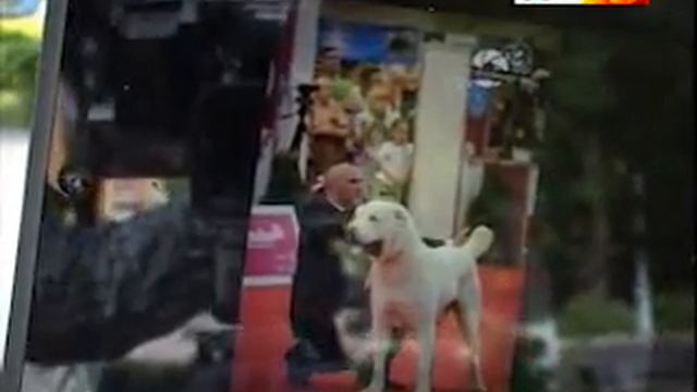 Четвероногий чемпион мира смотреть онлайн