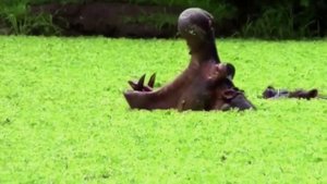 У Этих Животных Самые Сильные Укусы