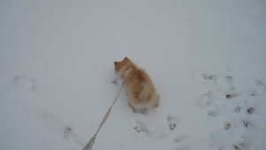 Первые прогулки со щенком ПОМЕРАНСКИЙ ШПИЦ