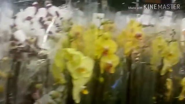 ШИКАРНЫЙ ПРИВОЗ ОРХИДЕЙ! СУПЕР-КРАСОТА! ТОРГОВЫЙ ЦЕНТР "МАТЕРИК"!