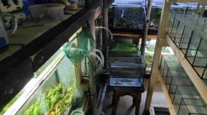 Уф лампа для неона и подготовка 5 нерестовиков.