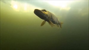 Как щука наблюдает за приманкой и не клюёт. Подводная съемка!