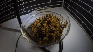 Rebirth of the Rose of Jericho (Selaginella lepidophylla) time lapse in 64x