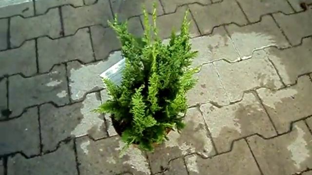 Chamaecyparis Lawsoniana Wisselii