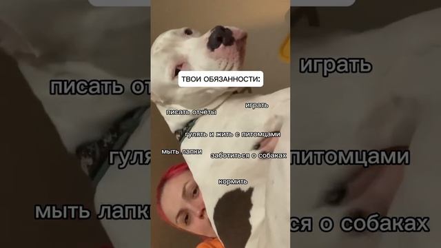 Нужна работа? Стань догситтером прямо сейчас! Ссылка в шапке профиля