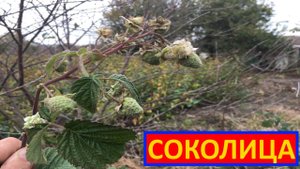 МАЛИНА СОРТ СОКОЛИЦА  #СОКОЛИЦА малина #выращивание #посадка