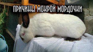 У кролика мокрая мордочка