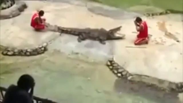 Опасный трюк с крокодилом. смотреть онлайн