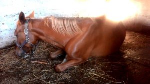 кобыла перед выжеребкой