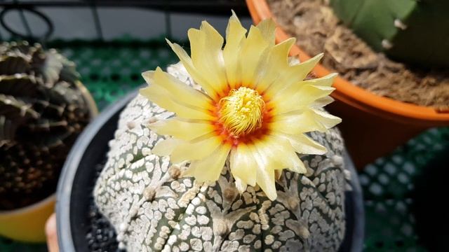 Astrophytum Super Kabuto V Type Flowering смотреть онлайн