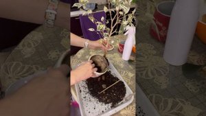 Фикус бенджамина Де Гантель. Прогресс за год. Пересадка.