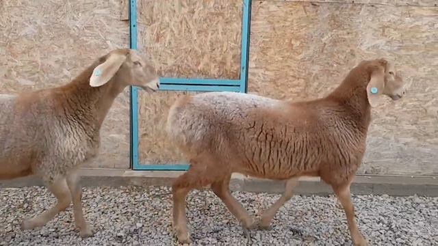 Ярки в подарок от Алибабы (г.Шу) +77072226705 . Анвар Рустемов +77017224679 смотреть онлайн