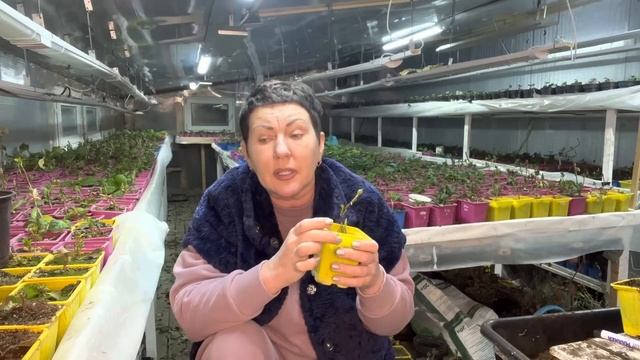 Когда и какие сорта гортензии будут готовы на отправку в 2023 г смотреть онлайн