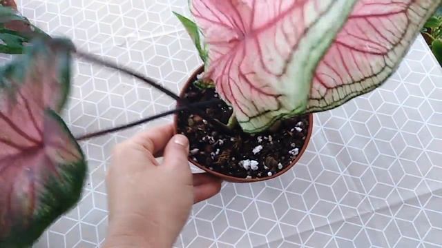 Самые красивые и необычные комнатные растения . Обмен. Пополнение цветочной коллекции. смотреть онлайн