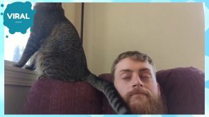 Кот бьёт хвостом лицо мужчины