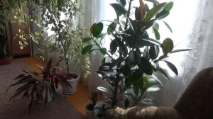 Обзор моих комнатных цветов.