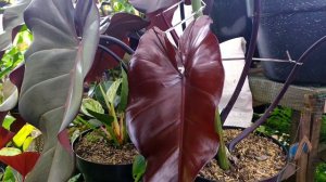 Philodendron - Dark Lord