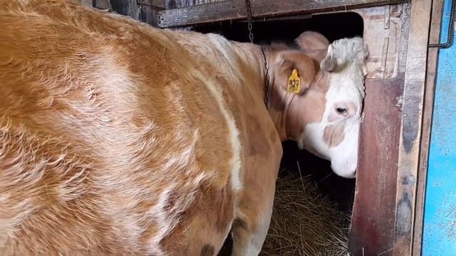 БЕДА БЕДОЙ А ВЕСНА ПРИБЛИЖАЕТСЯ.КОРОВА НА СУХОСТОИ.