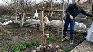 КУПИЛИ ДОМ. Ура!!! Открытие дачного сезона! Как раскрываем виноград. Посев семян в теплицу. #5