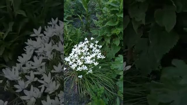 АКВИЛЕГИЯ. ОРНИТОГАЛУМ (ПТИЦЕМЛЕЧНИК ЗОНТИЧНІЙ) (Aquilegia. Ornithogalum umbellatum)  #Shorts