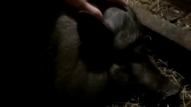 А свинья то не беременна. К чему приводит обман? смотреть онлайн