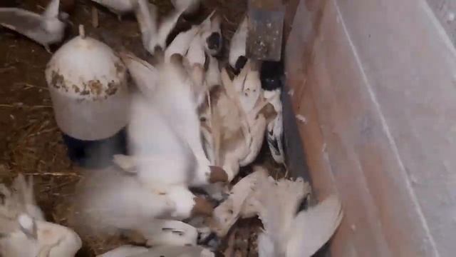 Иранские бойные голуби//Головатые//Голубята в морозы