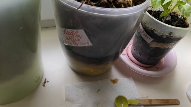 Что же лучше- "Аминостим" или Коктейль" Янтарная плюс борная кислота"?! Продолжаю наблюдения! :))) смотреть онлайн