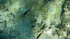 ЕГИПЕТ РЫБА С РОГОМ 14ЧТО МЫ УВИДЕЛИ В КРАСНОМ МОРЕ