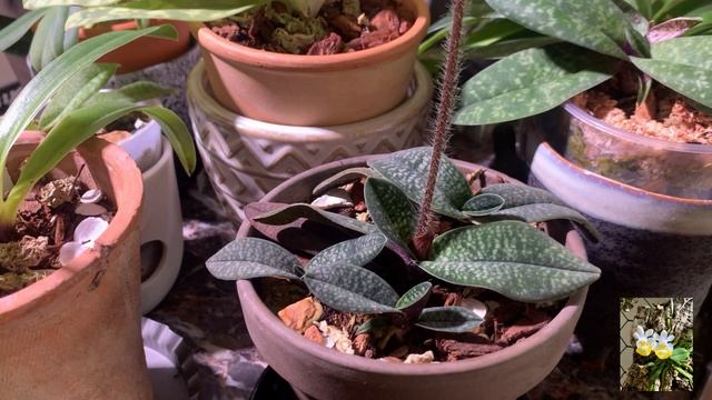 Paphiopedilum Micranthum