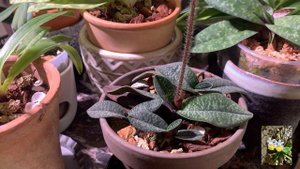 paphiopedilum micranthum