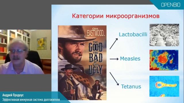 Эффективная имунная система долгожителя. Продеус Андрей