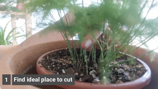 Asparagus fern propagation | how to propagate asparagus fern смотреть онлайн