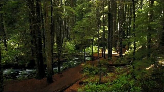 Forest смотреть онлайн