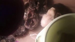 Цыпленок кричит, а остальные топаются 🐤